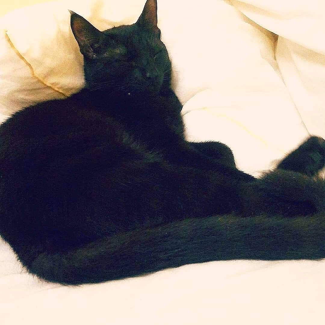 Caly a rejoint le concours — aidez-le/la à gagner de superbes lots ! asian, black, black_cat, black_hair, bombay, carnivore, cat, domestic_short_haired_cat, ear, felidae, fur, paw, shoe, small_to_medium_sized_cats, tail, whiskers