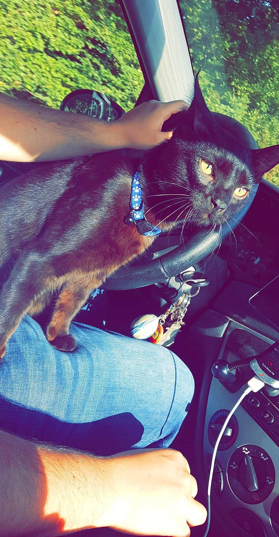 Caly participe au concours pour gagner de l'argent avec cette photo : canidae, cat, ear, guard_dog, hand, plant