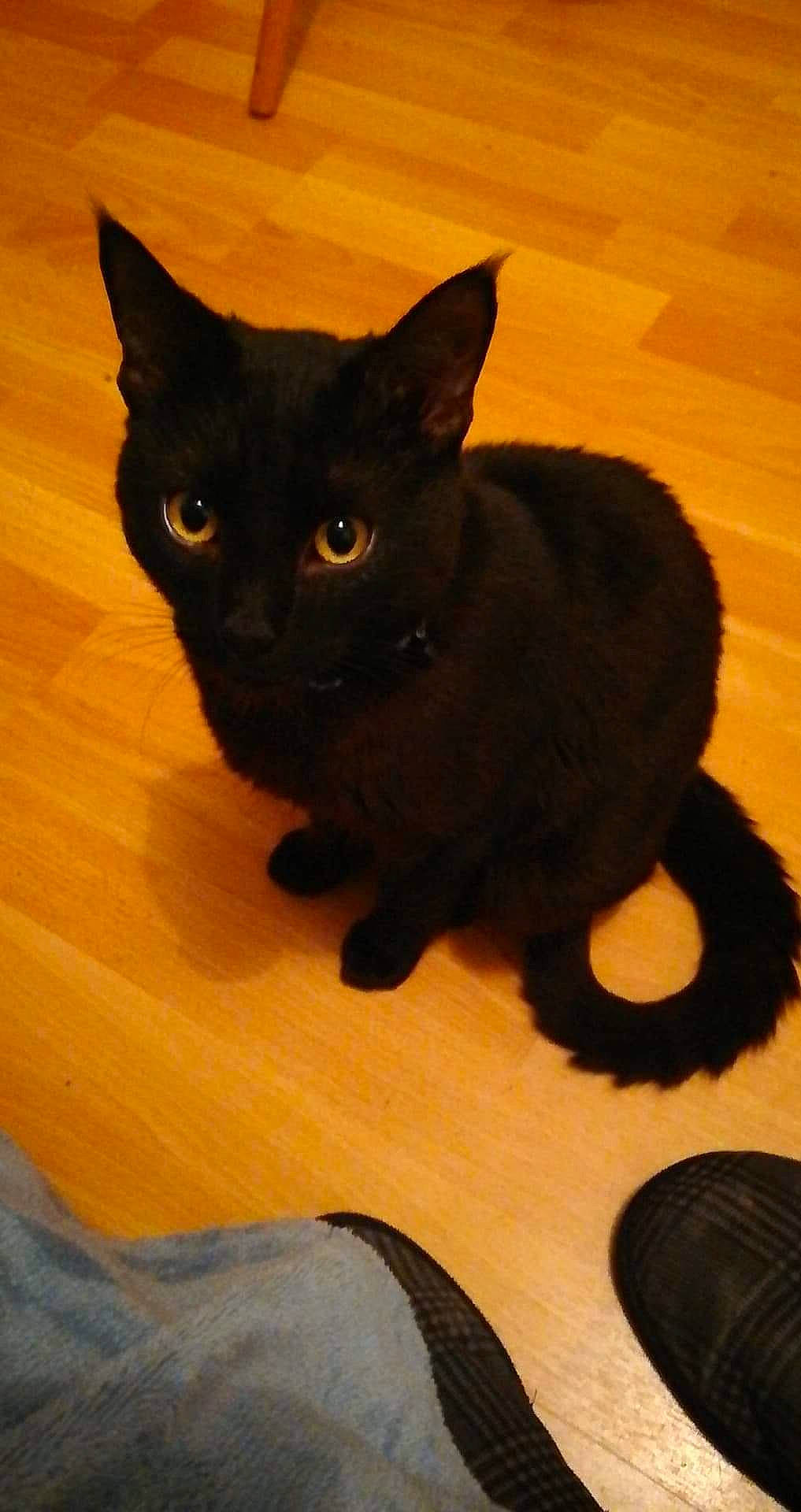 Caly a rejoint le concours — aidez-le/la à gagner de superbes lots ! asian, black, black_cat, bombay, burmese, carnivore, cat, domestic_short_haired_cat, felidae, german_rex, kitten, mammal, small_to_medium_sized_cats, tail, vertebrate, whiskers