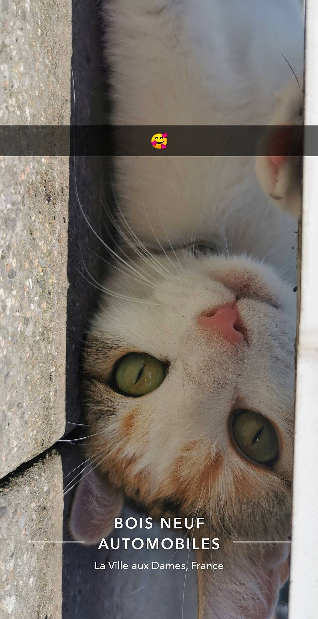 Princess participe au concours pour gagner de l'argent avec cette photo : aegean_cat, asian, carnivore, cat, close_up, domestic_short_haired_cat, ear, european_shorthair, eye, felidae, fur, nose, ojos_azules, photo_caption, photography, polydactyl_cat, small_to_medium_sized_cats, snout, tabby_cat, whiskers