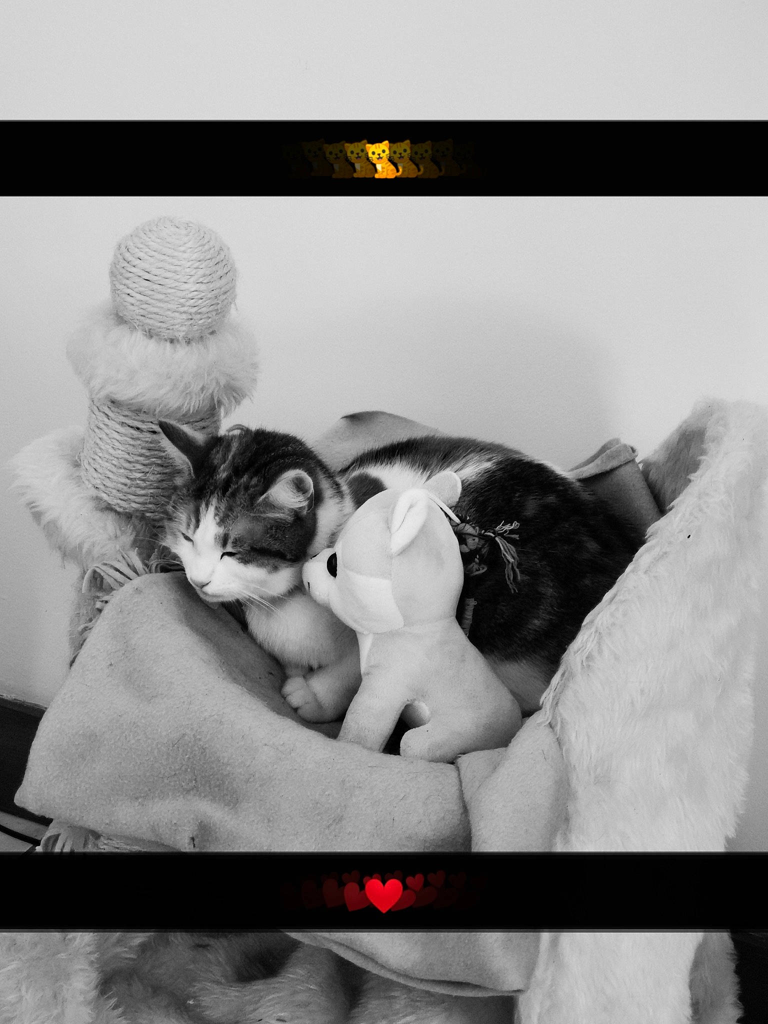 Princess a rejoint le concours — aidez-le/la à gagner de superbes lots ! black_and_white, canidae, carnivore, cat, ear, felidae, french_bulldog, kitten, love, monochrome, monochrome_photography, nap, photography, puppy, puppy_love, small_to_medium_sized_cats, snapshot, stock_photography, whiskers, white