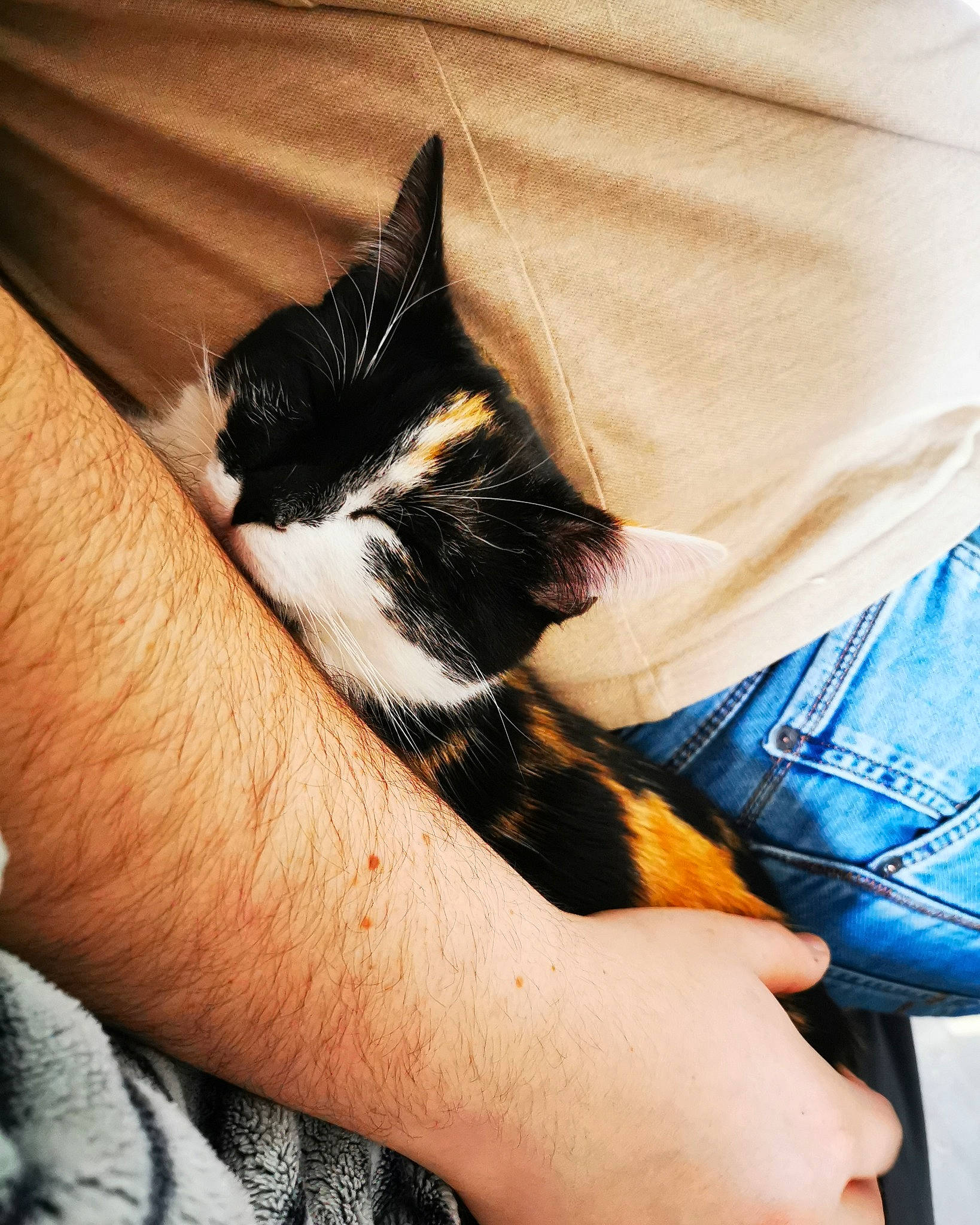 Evoly a rejoint le concours — aidez-le/la à gagner de superbes lots ! arm, asian, carnivore, cat, claw, domestic_short_haired_cat, felidae, hand, human_leg, kitten, leg, polydactyl_cat, small_to_medium_sized_cats, whiskers