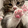 Plume participe au concours pour gagner de l'argent avec cette photo : adorable, animal, cat, close_up, cute, eyes, face, feline, fur, indoor, kitten, nose, paw, pet, pink_paw_pads, soft, stretching, tiny, whiskers, young