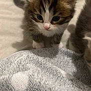 Plume participe au concours pour gagner de l'argent avec cette photo : adorable, animal, blanket, cat, closeup, cozy, curious, cute, feline, fur, indoor, kitten, pet, playful, small, soft, tabby, texture, whiskers, young