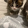 adorable, animal, blanket, cat, closeup, cozy, curious, cute, feline, fur, indoor, kitten, pet, playful, small, soft, tabby, texture, whiskers, young
