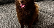 Tokyo a rejoint le concours — aidez-le/la à gagner de superbes lots ! dog, brown_dog, small_dog, pet, happy_dog, couch, indoor, furniture, smiling, tongue_out, fluffy, cute, animal, companion, domestic, canine, sitting, friendly, alert, cozy