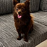 dog, brown_dog, small_dog, pet, happy_dog, couch, indoor, furniture, smiling, tongue_out, fluffy, cute, animal, companion, domestic, canine, sitting, friendly, alert, cozy