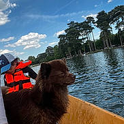 Tokyo a rejoint le concours — aidez-le/la à gagner de superbes lots ! dog, boat, water, lake, person, life_jacket, cap, trees, sky, clouds, outdoor, nature, animal, pet, summer, recreation, adventure, wet, fur, calm