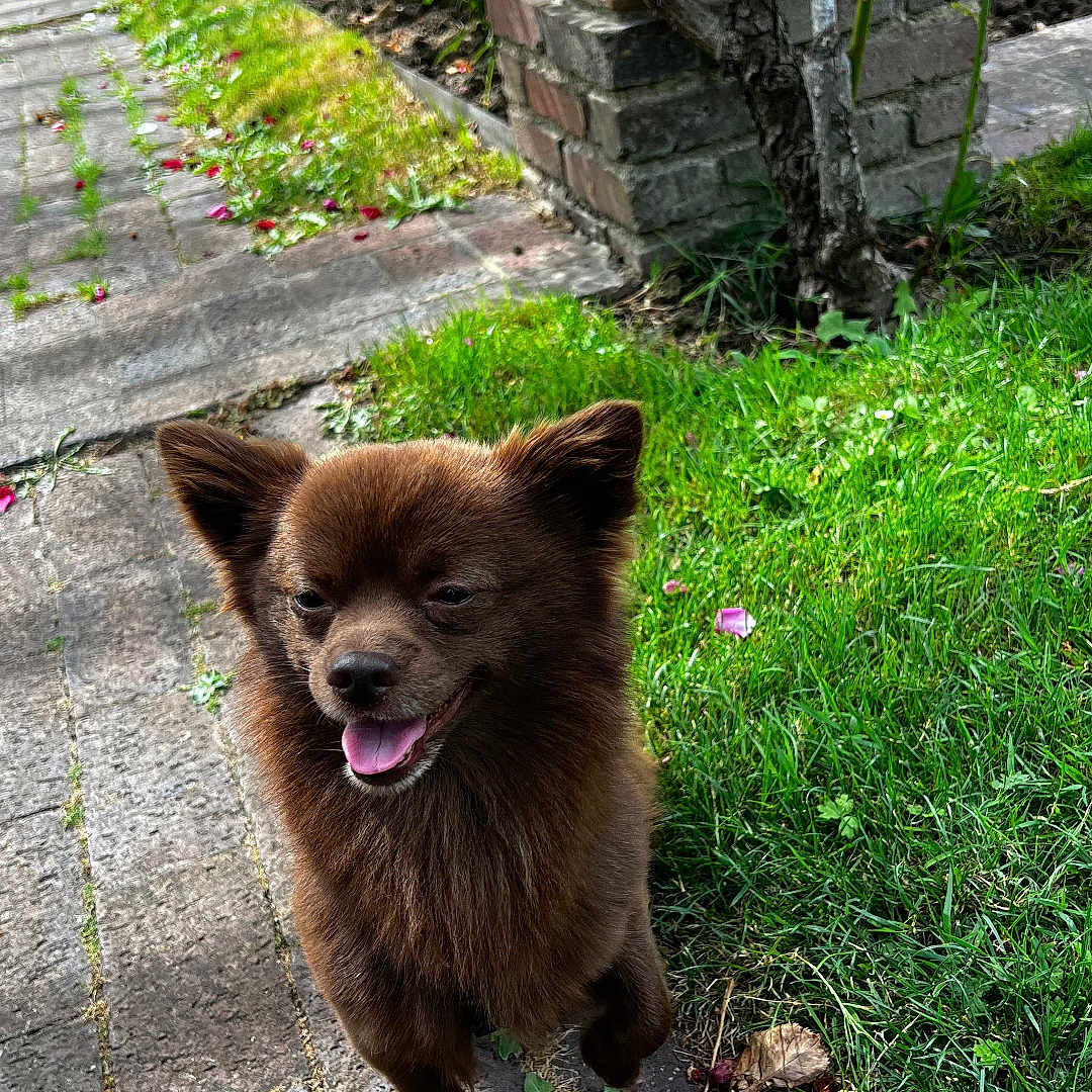 Tokyo participe au concours pour gagner de l'argent avec cette photo : dog, brown_dog, grass, flower_petals, stone_pathway, brick_column, greenery, outdoor, happy_dog, small_dog, pet, canine, nature, sunlight, plant, park, walking_path, summer, smiling_dog, closeup