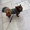 Tokyo a rejoint le concours — aidez-le/la à gagner de superbes lots ! dog, brown_dog, leash, jacket, outdoor, pavement, tile_floor, pet, small_dog, curious, fluffy_tail, walking, canine, green_jacket, animal, companion, cute, looking_up, street, daylight