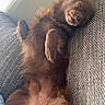 Tokyo participe au concours pour gagner de l'argent avec cette photo : dog, brown_dog, sleeping, couch, indoor, pet, relaxed, fluffy, fur, paw, animal, happy, cozy, resting, cute, domestic_animal, canine, nap, soft, companion
