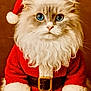adorable, animal, blue_eyes, cat, christmas, close_up, costume, cute, festive, fluffy_fur, fur, holiday_theme, indoor, pet, portrait, red_clothing, santa_costume, santa_hat, whiskers, white_beard