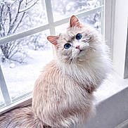 Sadie is registered to the contest to win money with this photo: animal, blue_eyes, cat, cozy, cream_colored, curious, cute, domestic_cat, feline, fluffy, frosted_window, indoor, long_hair, natural_light, pet, sitting, snow, window, windowsill, winter
