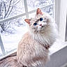 animal, blue_eyes, cat, cozy, cream_colored, curious, cute, domestic_cat, feline, fluffy, frosted_window, indoor, long_hair, natural_light, pet, sitting, snow, window, windowsill, winter