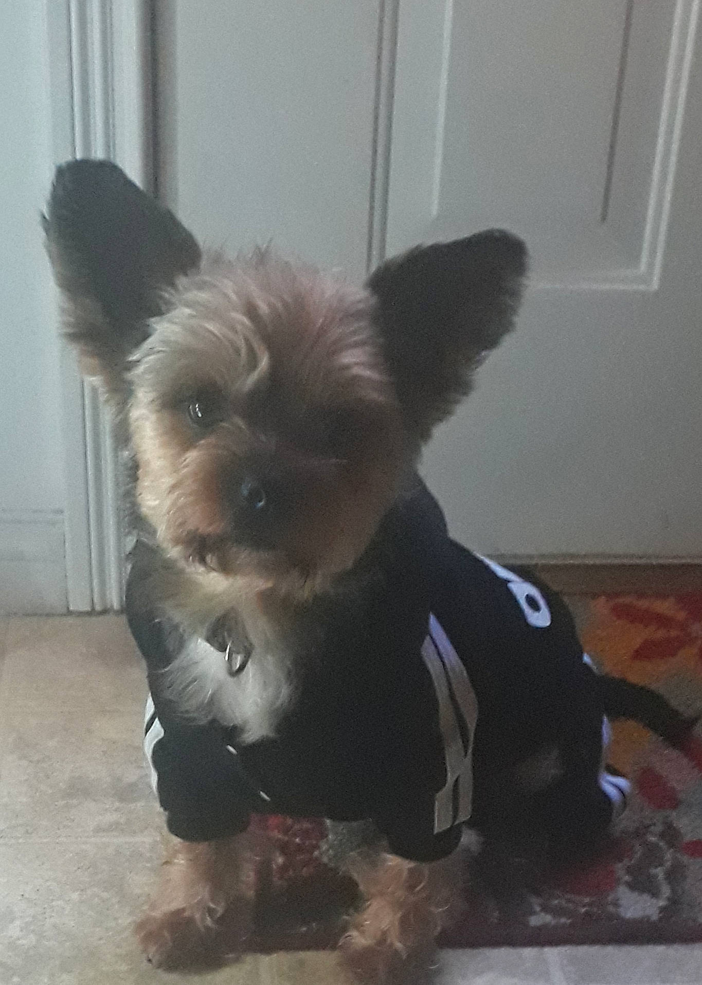 Jovi joined the competition — help win amazing prizes! canidae, carnivore, companion_dog, costume, dog, dog_breed, dog_clothes, dog_supply, ear, fashion_accessory, fawn, flooring, fur, pet_supply, small_terrier, snout, sporting_group, tail, toy_dog, whiskers