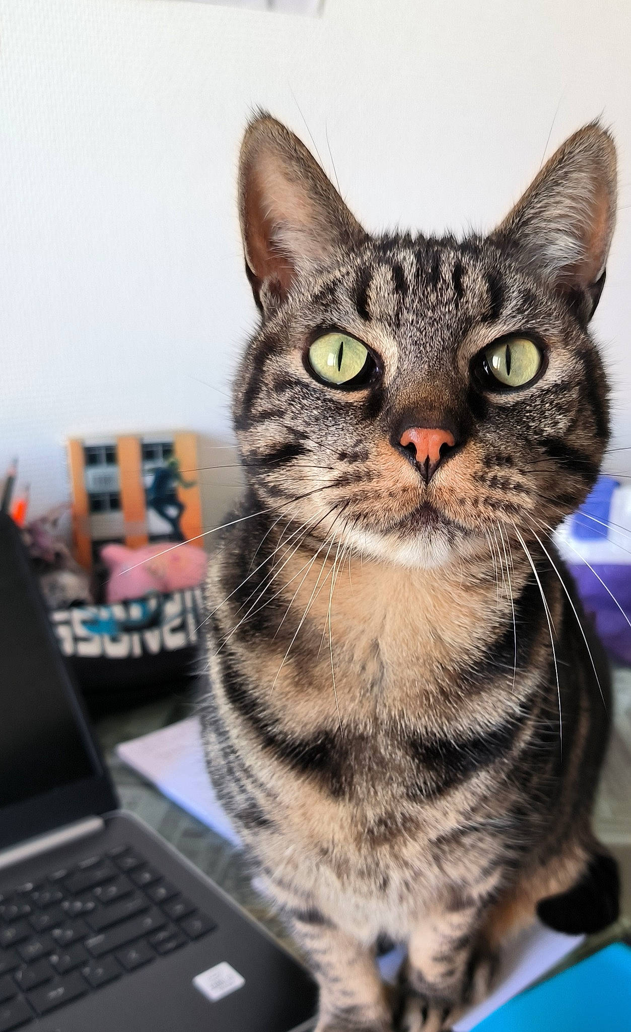 Tigrou a rejoint le concours — aidez-le/la à gagner de superbes lots ! box, carnivore, cat, computer, domestic_short_haired_cat, felidae, fur, input_device, laptop, paw, personal_computer, small_to_medium_sized_cats, snout, whiskers