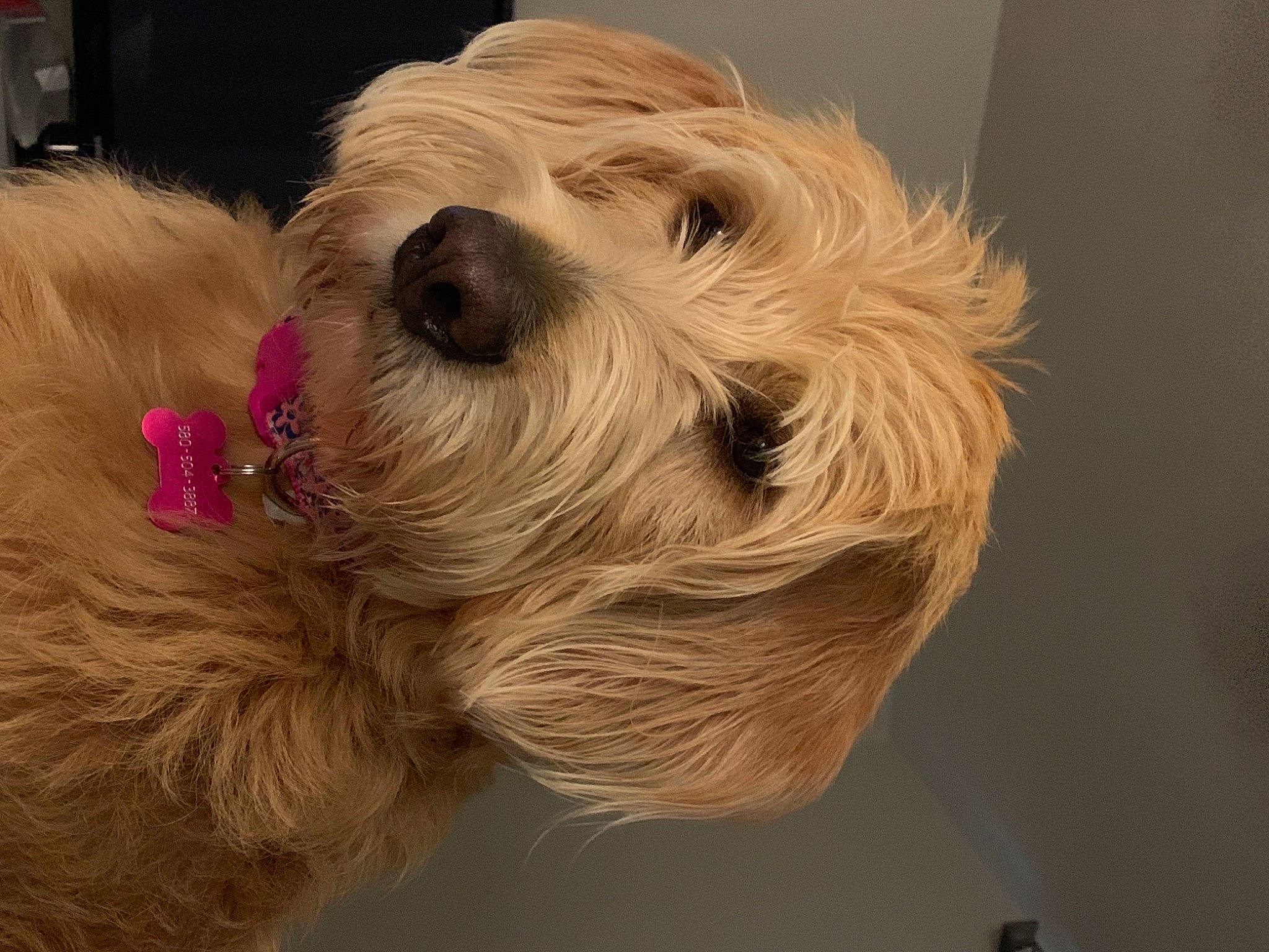 Bailey Rose is registered to the contest to win money with this photo: canidae, carnivore, cockapoo, collar, companion_dog, dog, dog_breed, dog_clothes, dog_collar, dog_supply, fawn, fur, liver, schnauzer, small_terrier, snout, sporting_group, terrier, toy_dog, working_animal