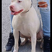 Kane is registered to the contest to win money with this photo: dog, white_dog, leash, collar, sitting, tongue_out, paws, owner_hand, ripped_jeans, legs, sneakers, street, concrete, outdoor, pet, close_up, muscular_dog, casual_clothing, portrait, urban