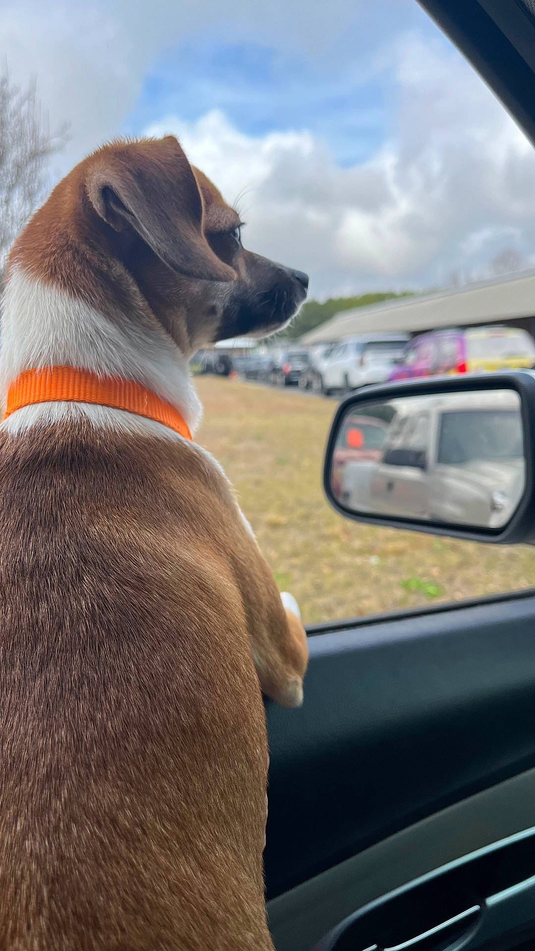 Bella Boo joined the competition — help win amazing prizes! animal, brown_fur, car, clouds, curious, daytime, dog, looking, orange_collar, outdoor, parked_cars, pet, reflection, roadside, side_view_mirror, sky, transportation, vehicle, white_fur, window