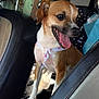 dog, small_dog, car_interior, tongue_out, scarf, brown_and_white, pet, happy, seat, leather_seat, window, sunlight, animal, cute, domestic_animal, canine, pet_accessory, car_seat, seatbelt, travel