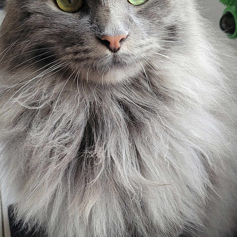 Léo