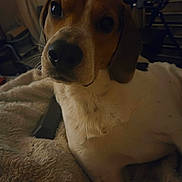 Jack Jack joined the competition — help win amazing prizes! dog, pet, indoor, blanket, close_up, animal, cozy, fur, brown, white, face, ears, nostrils, whiskers, looking, relaxed, laying, background, home, soft