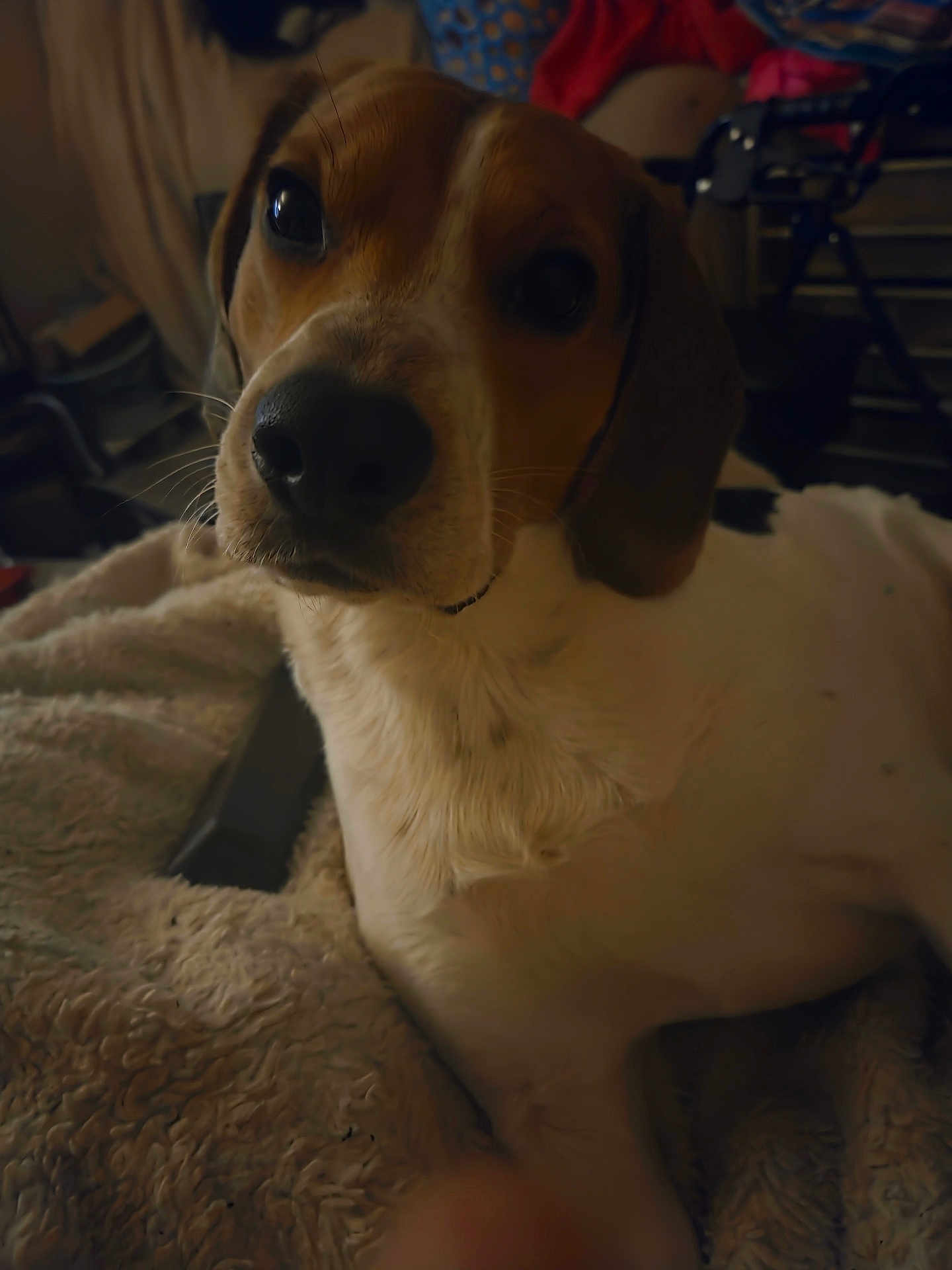 Jack Jack joined the competition — help win amazing prizes! dog, pet, indoor, blanket, close_up, animal, cozy, fur, brown, white, face, ears, nostrils, whiskers, looking, relaxed, laying, background, home, soft