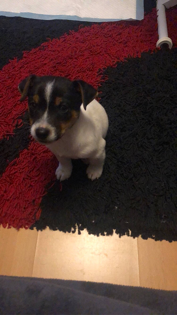 Sparo a rejoint le concours — aidez-le/la à gagner de superbes lots ! art, canidae, carmine, carnivore, companion_dog, dog, dog_breed, flooring, pattern, paw, rectangle, room, snout, sporting_group, tail, terrier, toy_dog