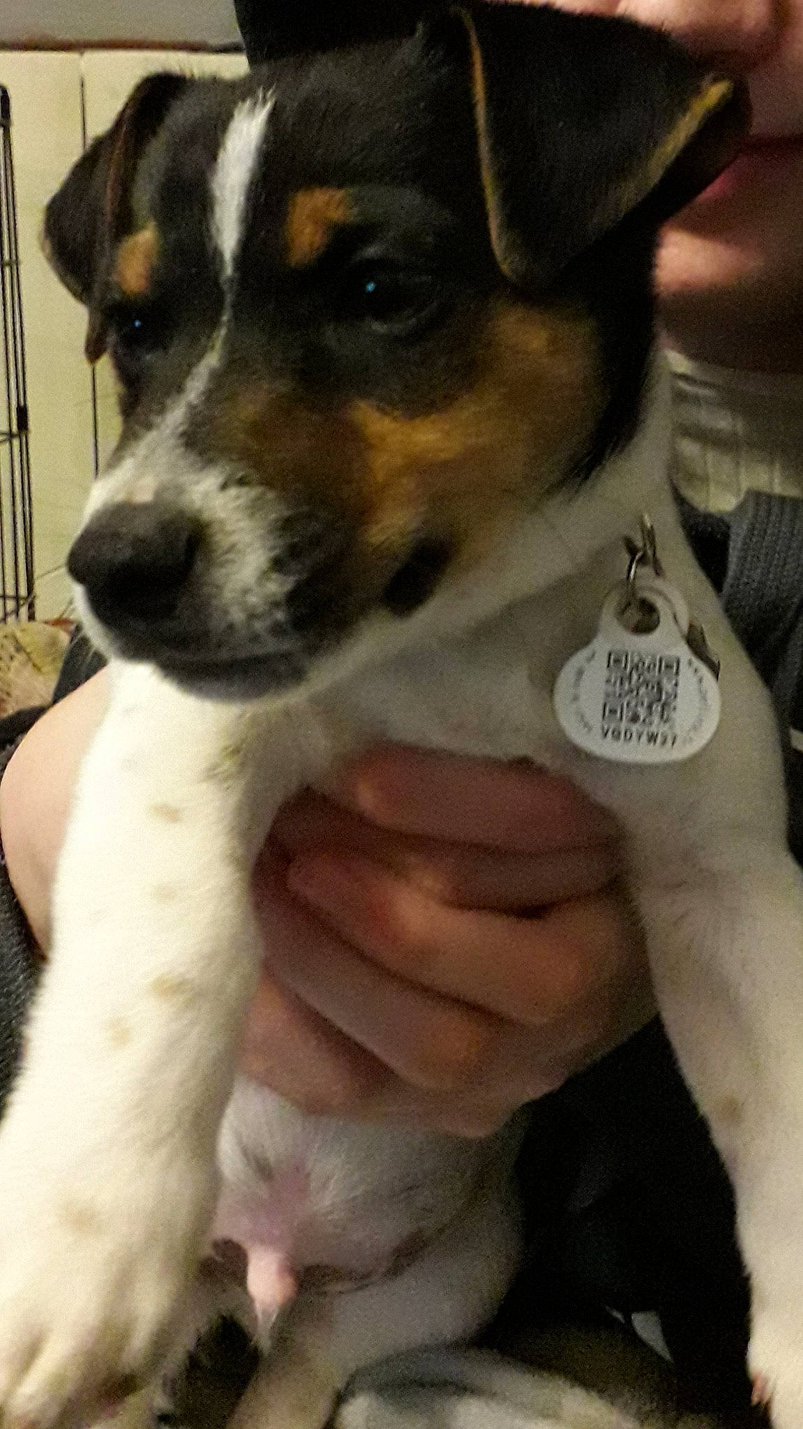 Sparo a rejoint le concours — aidez-le/la à gagner de superbes lots ! carnivore, chilean_fox_terrier, collar, companion_dog, dog, dog_breed, finger, fur, irishjacks, nail, paw, puppy_love, small_terrier, sporting_group, terrier, whiskers, working_animal, working_dog