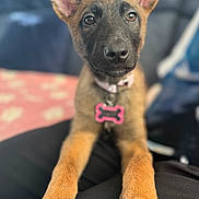 Luna is registered to the contest to win money with this photo: animal, black_nose, brown_fur, canine, close_up, collar, cute, dog, domestic, ears, furry, indoor, looking, paws, pet, portrait, puppy, sitting, tag, young_dog