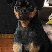 Maxwell Stewart joined the competition — help win amazing prizes! dog, indoor, black_dog, tan_markings, wooden_floor, couch, pillow, books, pet, animal, sitting, looking, face, ears, fur, home, living_room, companion, cute, alert