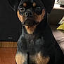 dog, indoor, black_dog, tan_markings, wooden_floor, couch, pillow, books, pet, animal, sitting, looking, face, ears, fur, home, living_room, companion, cute, alert