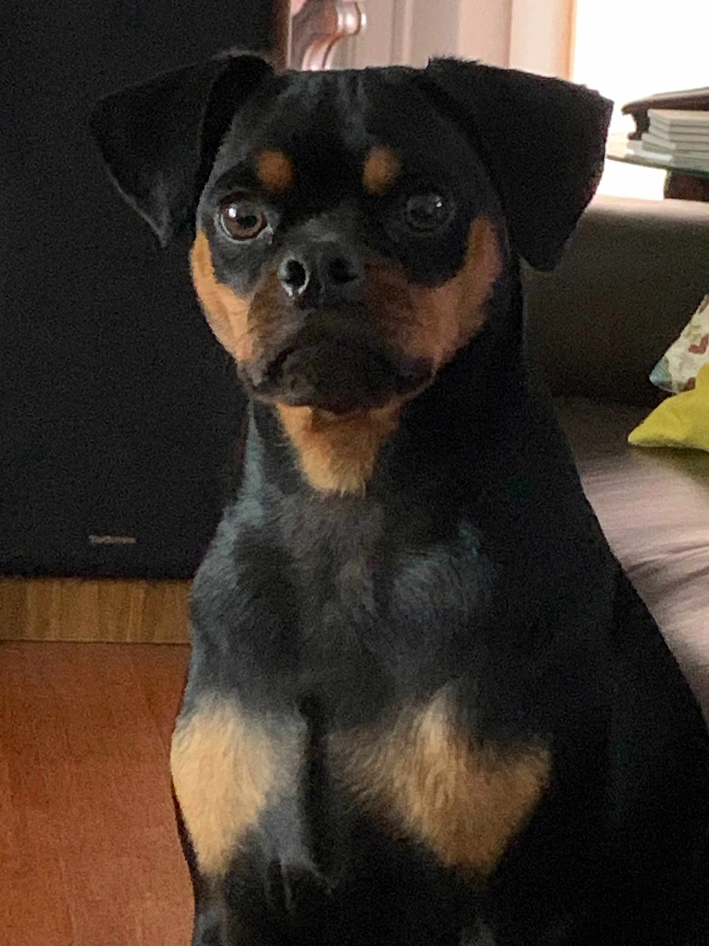 Maxwell Stewart joined the competition — help win amazing prizes! dog, indoor, black_dog, tan_markings, wooden_floor, couch, pillow, books, pet, animal, sitting, looking, face, ears, fur, home, living_room, companion, cute, alert