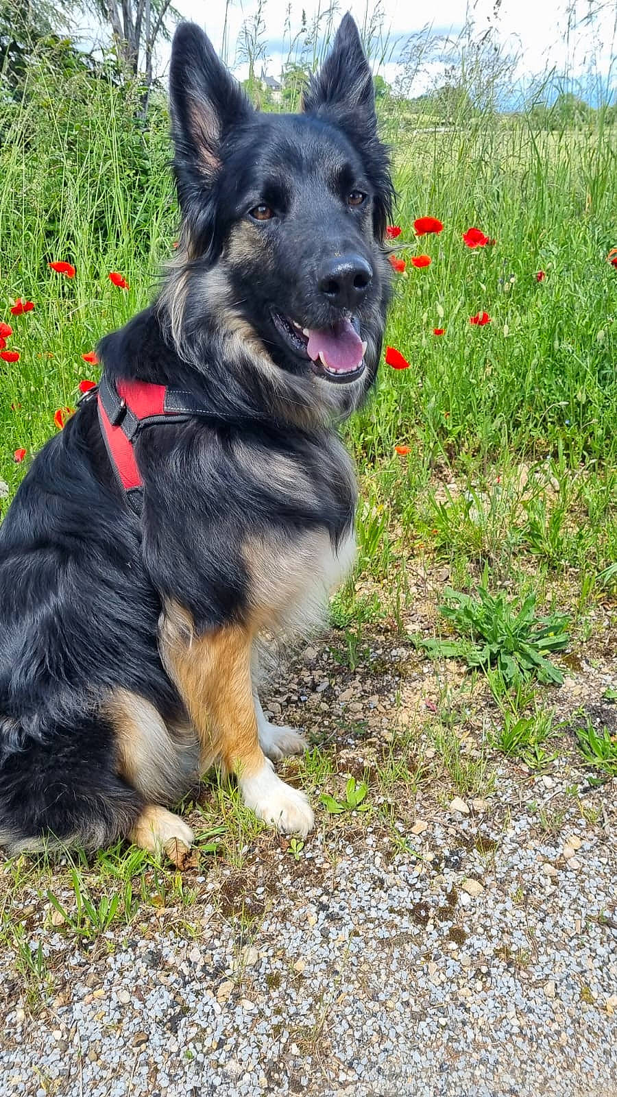 Maitouk participe au concours pour gagner de l'argent avec cette photo : animal, canine, dog, face, field, flower, grass, grassland, head, herbal, herbs, nature, outdoors, person, pet, plant, puppy, rock, soil, vegetation
