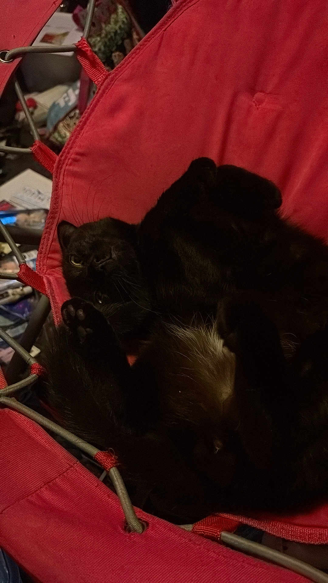 Loki joined the competition — help win amazing prizes! black_cat, cat, pet, paw, whiskers, hammock, fabric, chair, indoor, cozy, fur, sleeping, relaxed, portrait, closeup, furniture, metal_frame, red, low_light, clutter