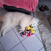 Alba a rejoint le concours — aidez-le/la à gagner de superbes lots ! dog, white_dog, plush_toys, floor_tiles, pink_blanket, slippers, teddy_bear_slippers, shaggy_rug, indoor, pet, lying_down, cuddling, cozy, home_interior, furniture, animal, cute, soft_texture, resting, comfort
