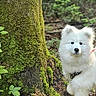 Alba participe au concours pour gagner de l'argent avec cette photo : dog, white_dog, fluffy_dog, tree, moss, forest, nature, outdoor, greenery, plants, leaves, animal, cute, curious, pet, canine, woods, bark, ground, daylight