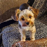 Jo-Jo joined the competition — help win amazing prizes! dog, small_dog, puppy, fluffy, pet, indoor, blanket, couch, fur, curious, looking_up, animal, companion, cute, face, ears, legs, home, brown, white