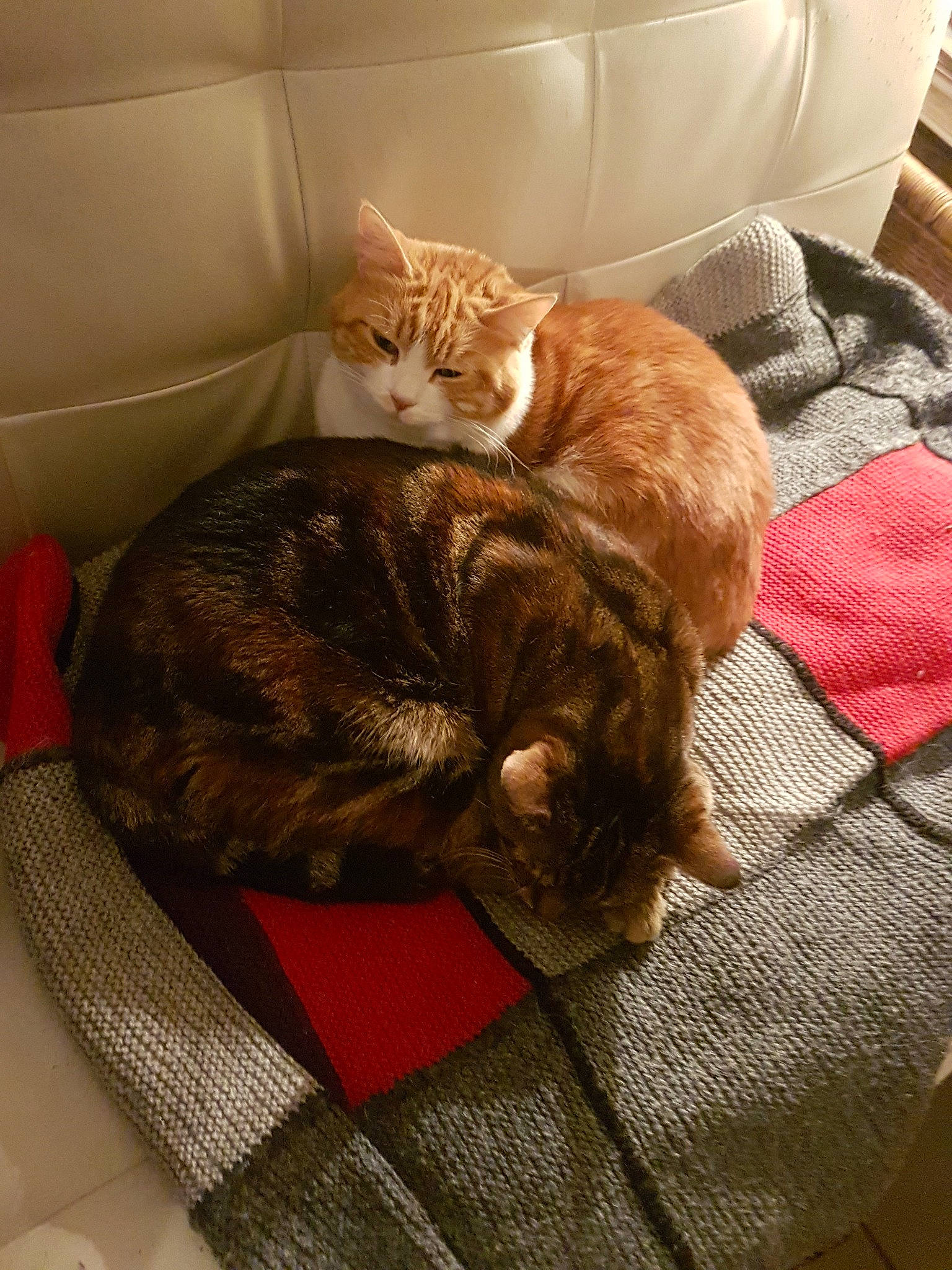 Calice participe au concours pour gagner de l'argent avec cette photo : brown, carnivore, cat, claw, comfort, couch, domestic_short_haired_cat, fawn, felidae, fur, hardwood, linens, nap, paw, room, sitting, small_to_medium_sized_cats, tail, whiskers, wood