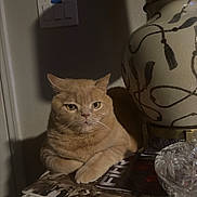 Nacho joined the competition — help win amazing prizes! cat, ginger_cat, table, lamp, shadow, indoor, feline, resting, curious, decor, magazine, fabric, home, animal, pet, still_life, portrait, cozy, furniture, light_and_shadow