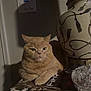 cat, ginger_cat, table, lamp, shadow, indoor, feline, resting, curious, decor, magazine, fabric, home, animal, pet, still_life, portrait, cozy, furniture, light_and_shadow