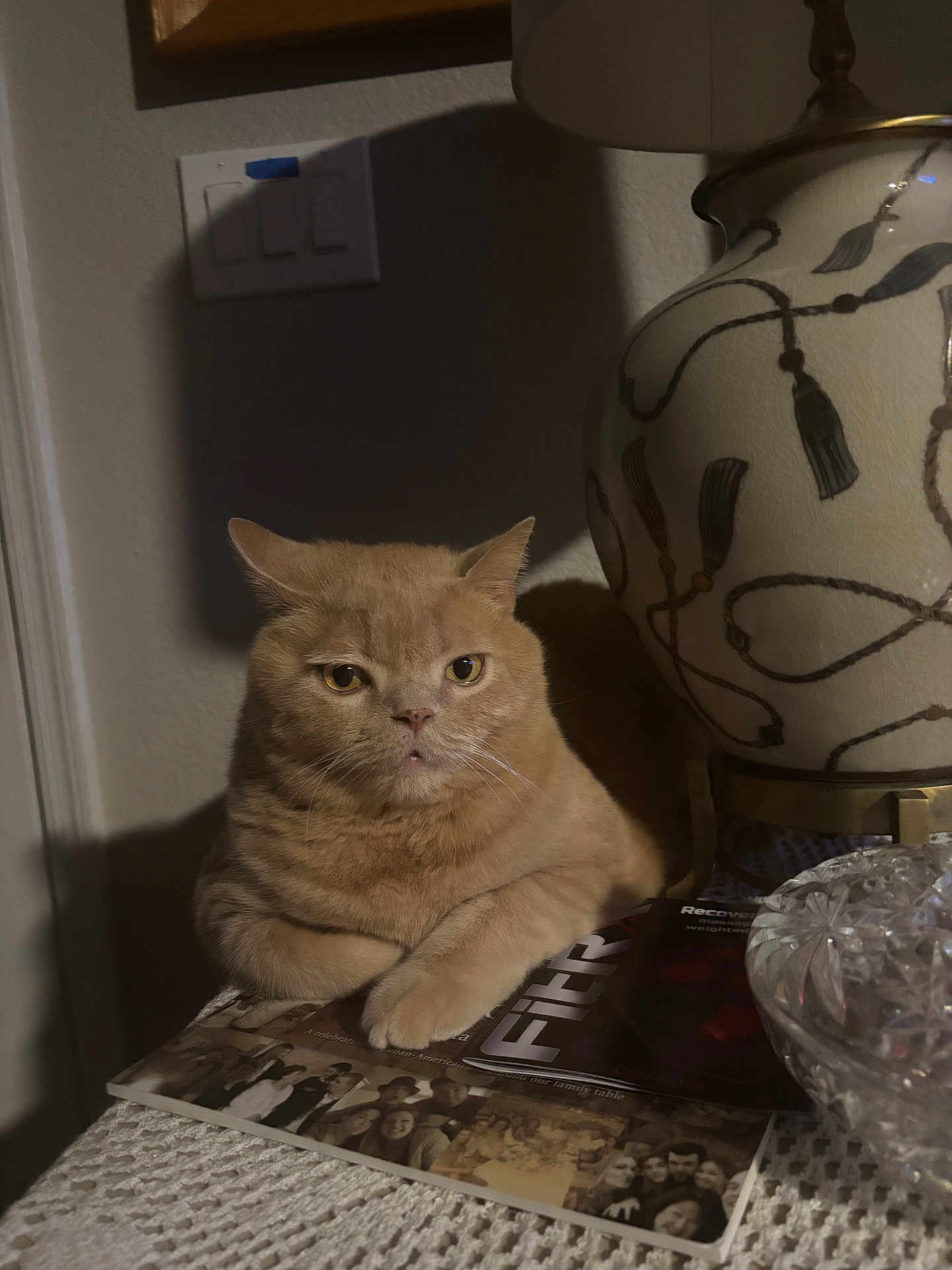 Nacho joined the competition — help win amazing prizes! cat, ginger_cat, table, lamp, shadow, indoor, feline, resting, curious, decor, magazine, fabric, home, animal, pet, still_life, portrait, cozy, furniture, light_and_shadow