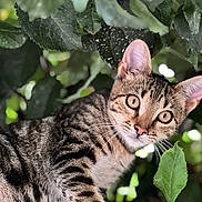 Tiki participe au concours pour gagner de l'argent avec cette photo : animal, cat, close_up, curious, cute, eyes, fur, green_leaves, mammal, nature, outdoor, pet, pink_nose, portrait, striped, tabby, tree_branch, whiskers, wildlife, young