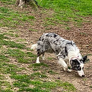 Lya a rejoint le concours — aidez-le/la à gagner de superbes lots ! alert, animal, border_collie, canine, collar, daylight, dog, earth, focused, fur, grass, green, ground, nature, outdoor, park, pet, sniffing, tree_trunk, walking