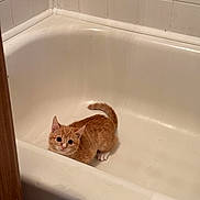 Cheddar is registered to the contest to win money with this photo: kitten, cat, orange_cat, bathtub, indoor, pet, animal, curious, small, cute, fur, whiskers, ears, tail, floor, wall, tile, bathroom, young, looking_up