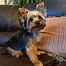animal, companion, couch, curious, cute, dog, domestic_animal, face, fern, fur, green_plant, indoor, leather, looking, pet, pillow, sitting, small_dog, striped_pillow, yorkshire_terrier