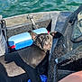Millie is registered to the contest to win money with this photo: dog, black_dog, sleeping, boat, water, lake, sunlight, relaxed, pet, towel, cooler, outdoor, nose, ear, portrait, shadow, seat, reflection, vacation, leisure