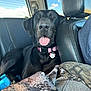 dog, black_dog, labrador, backseat, car_interior, leather_seat, collar, id_tag, tongue_out, happy, pet, window, blue_sky, sunlight, blanket, camouflage_pattern, travel, portrait, nose, ears