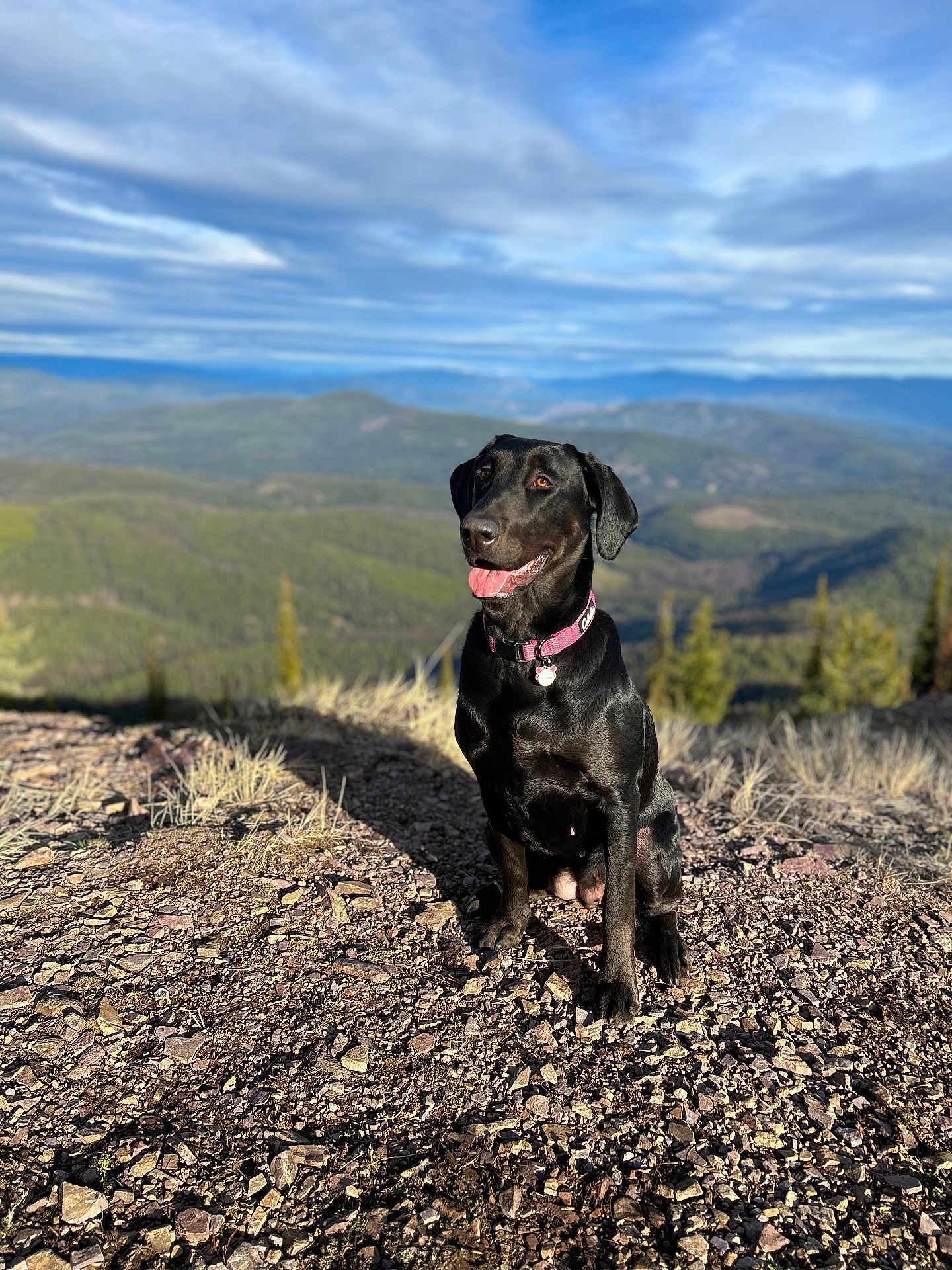 Millie is registered to the contest to win money with this photo: dog, black_dog, pink_collar, outdoors, mountain, landscape, sky, clouds, rocks, gravel, sitting, tongue_out, happy, pet, nature, trail, sunlight, shadow, portrait, wilderness