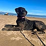 Millie is registered to the contest to win money with this photo: dog, black_dog, sand, beach, collar, leash, ocean, sky, blue_sky, horizon, paws, lying_down, portrait, pet, outdoor, animal, sandy_fur, sunny, shallow_depth_of_field, relaxed
